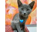 Adopt Briggs a Domestic Short Hair