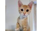 Adopt Amber (adopt with Ansley) a Tabby, Domestic Short Hair