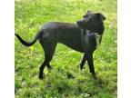 Adopt Clemmy a Pit Bull Terrier, Labrador Retriever
