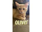 Adopt Oliver a Tabby, Domestic Long Hair