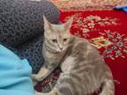 Adopt Gray 10 months old Egypt a Egyptian Mau