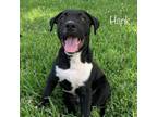 Adopt Haley a Labrador Retriever, Border Collie