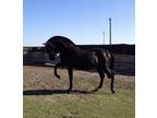 2 black Lusitano mare and filly