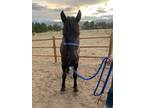 Friesian Sport horse colt