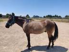 Grulla Quarter Horse For Sale