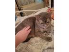 Adopt Rhaspy a Gray or Blue (Mostly) Domestic Shorthair / Mixed (short coat) cat