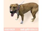 Adopt 50319039 a Bull Terrier / Mixed dog in El Paso, TX (35045716)