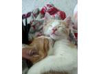 Adopt Matcha & Mochi (perfect Pair) a Domestic Shorthair / Mixed cat in Lincoln