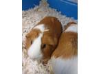 Adopt Grams a Guinea Pig small animal in Lincoln, NE (35051696)