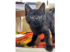 Adopt Speedy Gonzales a Domestic Shorthair / Mixed cat in Lincoln, NE (35051693)