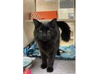 Adopt Moe a Domestic Mediumhair / Mixed cat in Lincoln, NE (35051682)