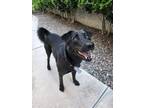 Adopt Annie a Black Labrador Retriever / Shiba Inu / Mixed dog in Coto De Caza