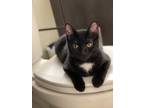 Adopt Salem A Black (Mostly) Korat / Mixed (short Coat) Cat In Knoxville
