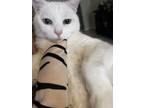 Adopt Luna a White American Shorthair / Mixed (short coat) cat in Orlando