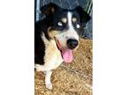 Adopt Ula A Tricolor (Tan/Brown & Black & White) Australian Shepherd / Mixed Dog