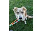 Adopt Rylee A White - With Gray Or Silver Australian Shepherd / Border Collie /