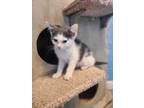 Adopt Bysen a White Domestic Shorthair / Mixed (short coat) cat in Athens