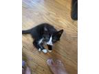 Adopt Melon a Domestic Shorthair / Mixed cat in Baltimore, MD (35050664)