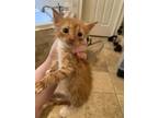 Adopt Burst a Orange or Red Tabby Domestic Longhair (long coat) cat in Conyers