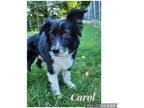 Adopt Carol a Black - with White Australian Shepherd / Mixed dog in Dunkirk