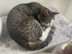 Adopt Solar A Brown Tabby American Wirehair / Mixed (short Coat) Cat In