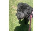 Adopt Nala a Black Poodle (Standard) / Schnauzer (Standard) / Mixed dog in