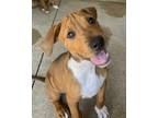 Adopt Charlie a Hound (Unknown Type) / Staffordshire Bull Terrier / Mixed dog in