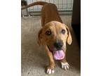 Adopt Kelly a Hound (Unknown Type) / Staffordshire Bull Terrier / Mixed dog in
