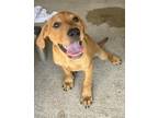 Adopt Sabrina a Hound (Unknown Type) / Staffordshire Bull Terrier / Mixed dog in
