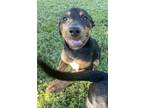 Adopt Maxine a Labrador Retriever / Doberman Pinscher / Mixed dog in