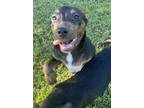 Adopt Mikey a Labrador Retriever / Doberman Pinscher / Mixed dog in