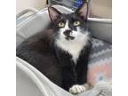 Adopt Ruby a Domestic Shorthair / Mixed (short coat) cat in Greeneville