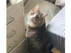 Adopt Anne Marie a Gray, Blue or Silver Tabby Domestic Mediumhair / Mixed cat in