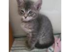 Adopt Edward a Gray or Blue Domestic Shorthair / Mixed cat in Priest River