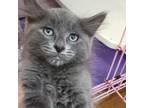 Adopt Evertt a Gray or Blue Domestic Longhair / Mixed cat in Priest River