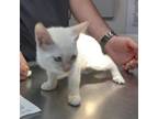 Adopt Vanilla a Orange or Red Siamese / Mixed cat in Lakeland, FL (35048249)