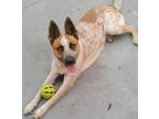 Adopt Oso a Merle Australian Cattle Dog / Mixed dog in Ontario, CA (35048160)
