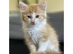 Adopt Mini Riz a Orange or Red Domestic Mediumhair / Mixed cat in Manhattan