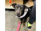 Adopt Shadow a Black Dachshund / Mixed dog in Peachtree City, GA (35047887)