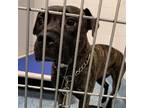 Adopt Erin a Brindle Pit Bull Terrier / Mixed dog in Greensboro, NC (35047698)