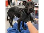 Adopt Reed a Black Pit Bull Terrier / Mixed dog in Greensboro, NC (35047696)