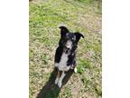 Adopt Tucker a Black - with Tan, Yellow or Fawn Husky / Collie / Mixed dog in