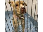 Adopt Lil Chicken a Tan/Yellow/Fawn Pit Bull Terrier / Mixed dog in Greensboro