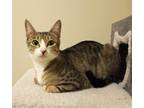 Adopt Fox Trot (Foxy) a Brown Tabby Domestic Shorthair (short coat) cat in