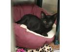 Adopt 50392634 a All Black Domestic Shorthair / Domestic Shorthair / Mixed cat