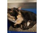 Adopt Lady a All Black Domestic Shorthair / Domestic Shorthair / Mixed cat in