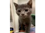 Adopt 49949516 a Gray or Blue Domestic Shorthair / Domestic Shorthair / Mixed