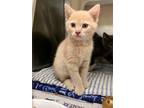 Adopt 49949518 a White Domestic Shorthair / Domestic Shorthair / Mixed cat in