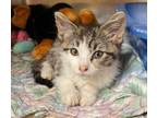 Adopt 50336399 a White Domestic Shorthair / Domestic Shorthair / Mixed cat in
