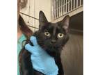 Adopt Hilda a All Black Domestic Mediumhair / Domestic Shorthair / Mixed cat in